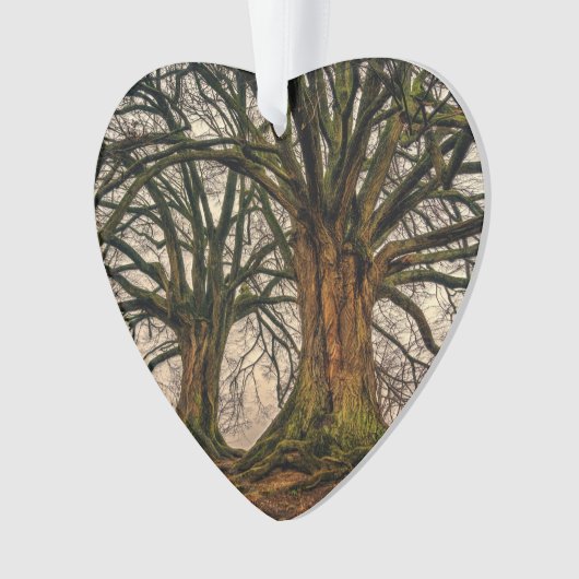 Oude eikenboom in de winter ornament (voorkant)