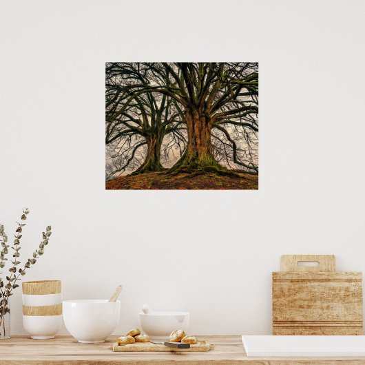 Oude eikenboom in de winter poster (Keuken)