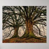 Oude eikenboom in de winter poster (Voorkant)