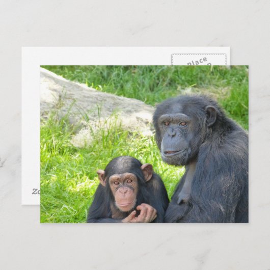 Oude en jonge chimpansee - Briefkaart (Voorkant / Achterkant)