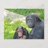 Oude en jonge chimpansee - Briefkaart (Voorkant)
