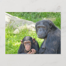 Oude en jonge chimpansee - Briefkaart