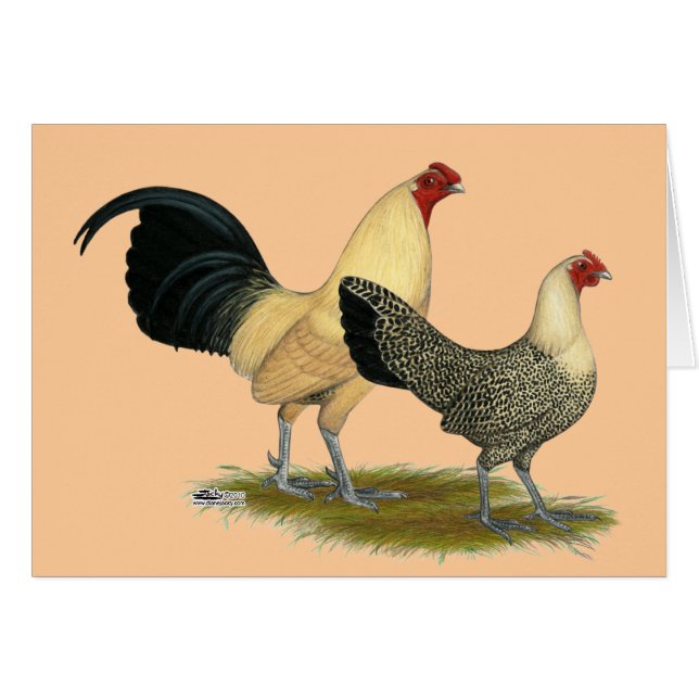 Oude Engelse Cream Buttercups (Voorkant Horizontaal)