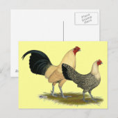 Oude Engelse Cream Buttercups Briefkaart (Voorkant / Achterkant)