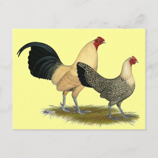 Oude Engelse Cream Buttercups Briefkaart (Voorkant)