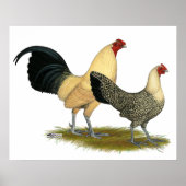 Oude Engelse Cream Buttercups Poster (Voorkant)