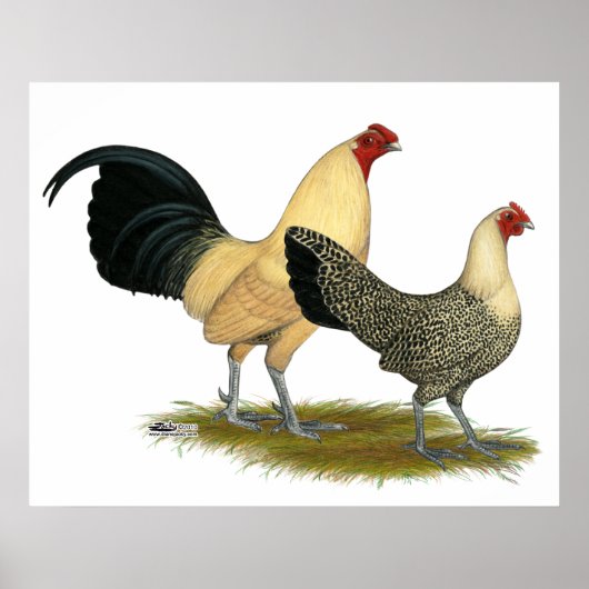 Oude Engelse Cream Buttercups Poster (Voorkant)