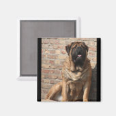 oude engelse Mastiff Magneet (Voorkant / Achterkant)