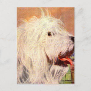 Oude Engelse sheepdog illustratie uit de jaren vij Briefkaart