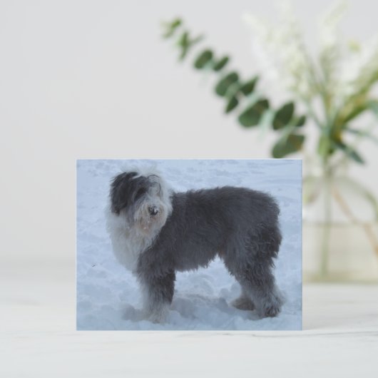 Oude Engelse SHeepdog Post Card - Sneeuwhond! Briefkaart (Staand voorkant)