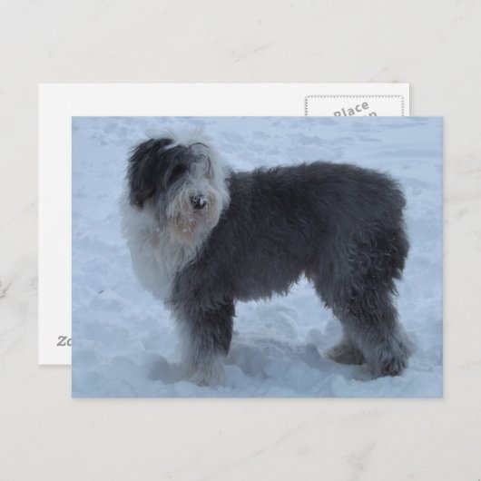 Oude Engelse SHeepdog Post Card - Sneeuwhond! Briefkaart (Voorkant / Achterkant)