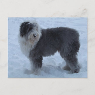 Oude Engelse SHeepdog Post Card - Sneeuwhond! Briefkaart