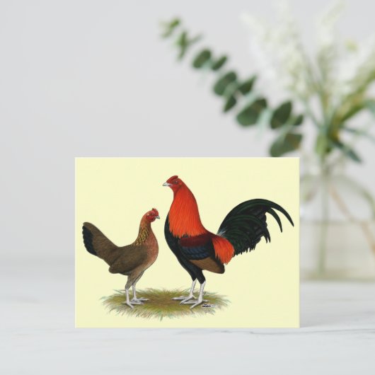 Oude Engelse spelbantams:  BB Red Pair Briefkaart (Staand voorkant)