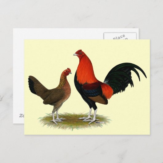 Oude Engelse spelbantams:  BB Red Pair Briefkaart (Voorkant / Achterkant)