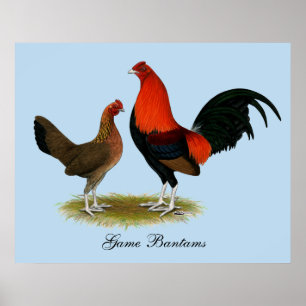 Oude Engelse spelbantams: BB Red Pair Poster