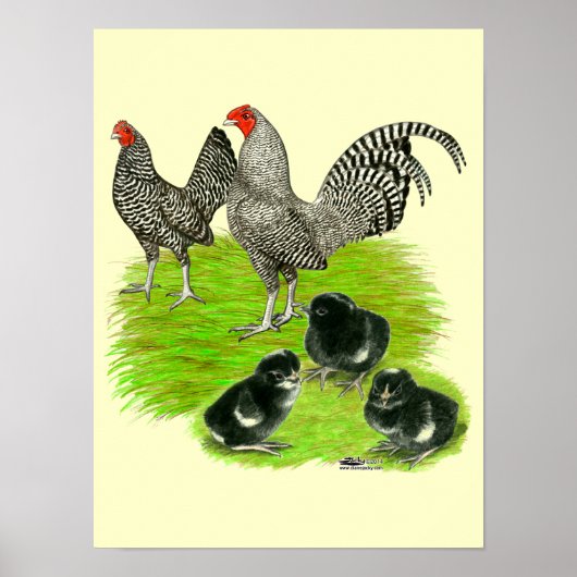 Oude Engelstalige Barred Bantam familie Poster (Voorkant)