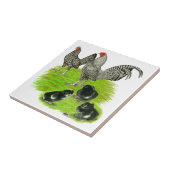 Oude Engelstalige Barred Bantam familie Tegeltje (Zijkant)