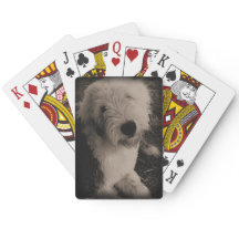 Oude Engelstalige Sheepdog