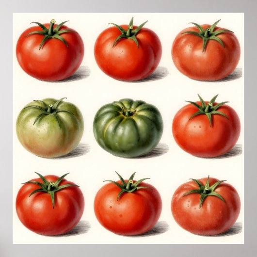 Oude erfgoed tomatensoort botanisch raster poster (Voorkant)