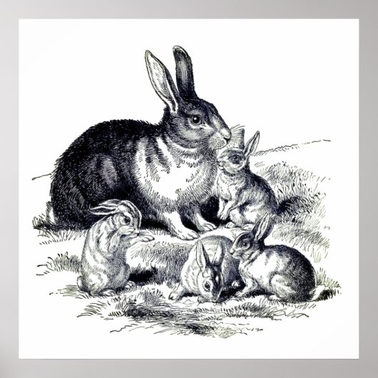 Oude familie van konijnen poster (Voorkant)
