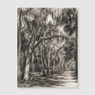 Oude Florida Oak Hammock Grafiet Schets Rockledg