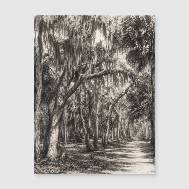 Oude Florida Oak Hammock Grafiet Schets | Rockledg (Voorkant)