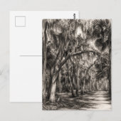 Oude Florida Oak Hammock Grafiet Schets | Rockledg Briefkaart (Voorkant / Achterkant)