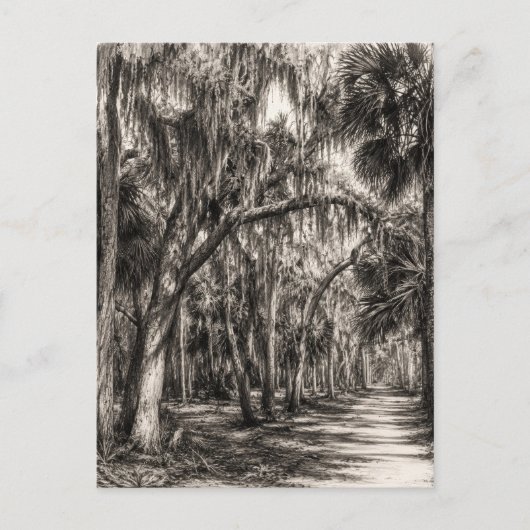 Oude Florida Oak Hammock Grafiet Schets | Rockledg Briefkaart (Voorkant)