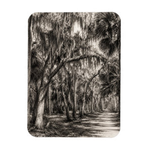 Oude Florida Oak Hammock Grafiet Schets Rockledg Magneet