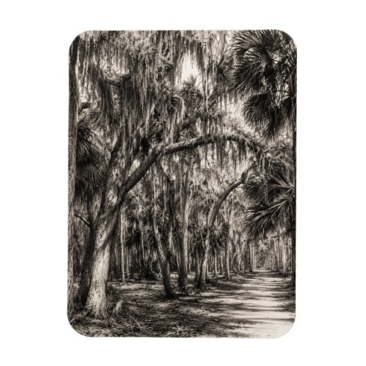 Oude Florida Oak Hammock Grafiet Schets | Rockledg Magneet (Verticaal)
