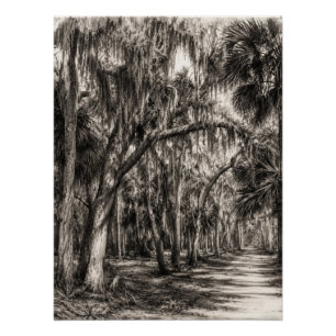 Oude Florida Oak Hammock Grafiet Schets Rockledg Perfect Poster
