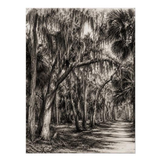 Oude Florida Oak Hammock Grafiet Schets | Rockledg Perfect Poster (Voorkant)