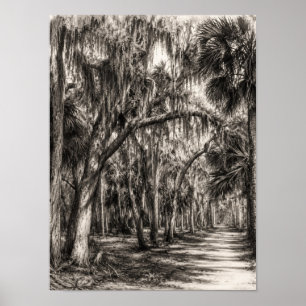 Oude Florida Oak Hammock Grafiet Schets   Rockledg Poster