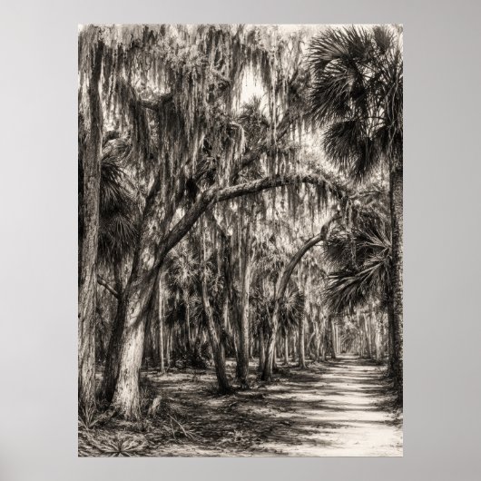 Oude Florida Oak Hammock Grafiet Schets | Rockledg Poster (Voorkant)