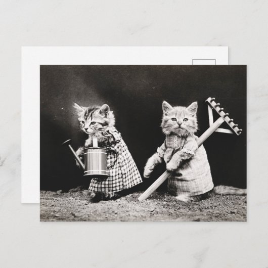 Oude foto van tuinkatten briefkaart (Voorkant / Achterkant)