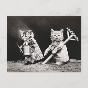 Oude foto van tuinkatten briefkaart