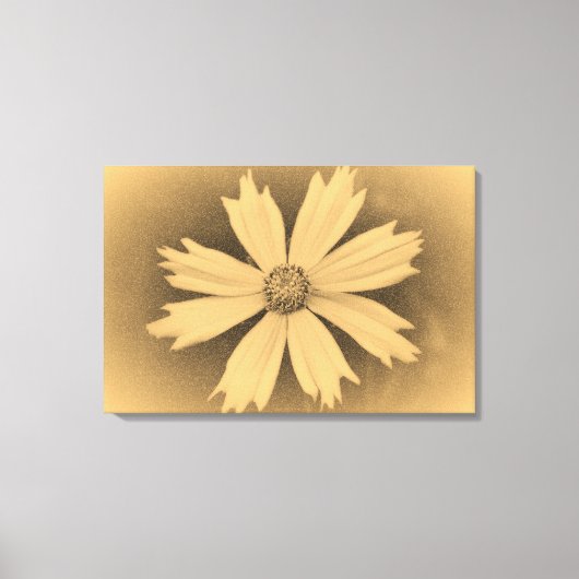 Oude foto Yellow Cosmos Flower Close 3 Canvas Afdruk (Voorkant)