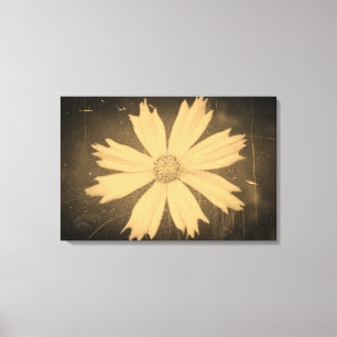 Oude foto Yellow Cosmos Flower Close-up Canvas Afdruk