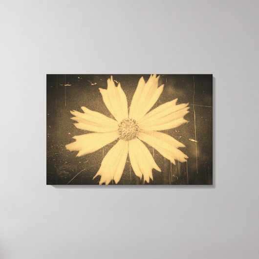 Oude foto Yellow Cosmos Flower Close-up Canvas Afdruk (Voorkant)