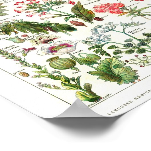 Oude Franse botanische poster (Hoek)