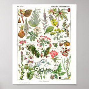 Oude Franse botanische poster