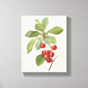 Oude Fruit Kers Voedsel, Kersen door Redoute Canvas Afdruk