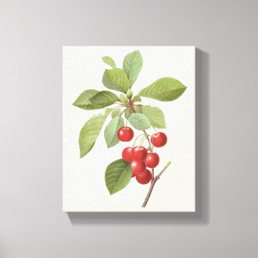 Oude Fruit Kers Voedsel, Kersen door Redoute Canvas Afdruk (Voorkant)