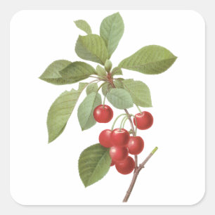 Oude Fruit Kers Voedsel, Kersen door Redoute Vierkante Sticker