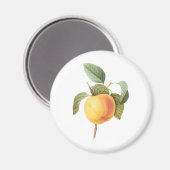 Oude Fruit Voedsel, Calville Appel door Redoute Magneet (Voorkant / Achterkant)