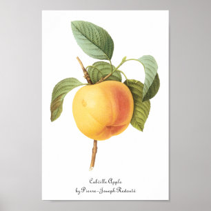 Oude Fruit Voedsel, Calville Appel door Redoute Poster