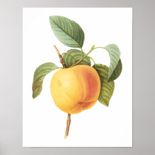 Oude Fruit Voedsel, Calville Appel door Redoute Poster