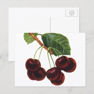 Oude Fruitproducten, Rijpe Kersen van een Boom Briefkaart