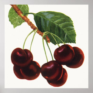 Oude Fruitproducten, Rijpe Kersen van een Boom Poster