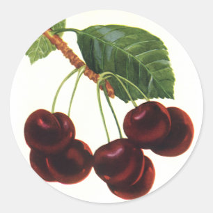 Oude Fruitproducten, Rijpe Kersen van een Boom Ronde Sticker